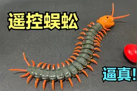 开箱试玩“遥控蜈蚣”，动起来相当逼真，竟给她吓一跳！视频封面