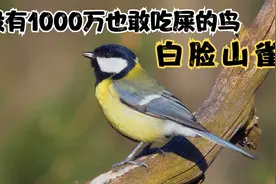 没有1000万也敢吃屎的鸟，白脸山雀，4分钟记录它抚养幼鸟的过程视频封面