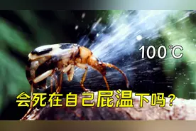 昆虫界的原子弹，放屁虫屁温高达100℃，为何自己不会被烫伤？