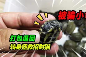 30只小乌龟退回黑心商家，粉丝捡到腐烂招财猫，伤势严重上药救助视频封面