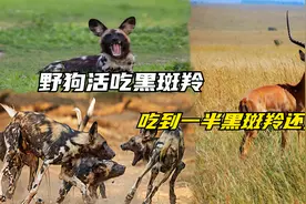 野狗活吃黑斑羚，三分钟之后剩下空壳，吃到一半黑斑羚还没死！视频封面