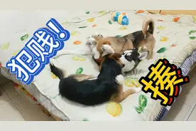 哈士奇对着土狗疯狂挑衅，结果被土狗围殴狂揍一顿，这场面真激烈视频封面