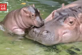 成都动物园小河马满月了！饲养员揭秘：河马妈妈水中喂奶