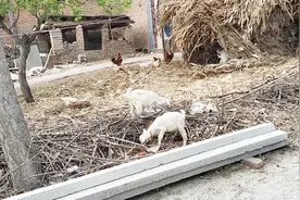 真正的山羊肉多少钱一斤？农村养羊大娘说出最新价格，你觉得贵吗