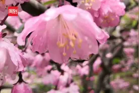 上海：人民公园海棠花盛放，殿堂级粉色园景错过等一年！视频封面