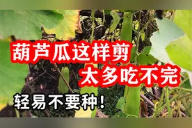 又一个超级懒人瓜：瓠瓜上架前的整枝打叉，葫芦瓜的管理视频封面