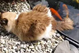 猫咪卧在水池边，把尾巴伸进水里是想钓鱼？看完千万憋住不要笑