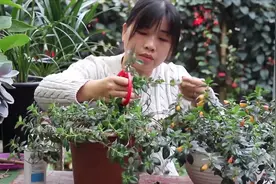 这种肥料太好了，金鱼吊兰开花就用它，很少人知道视频封面