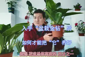 入手“盆栽金钻”后如何才能把“它”养好视频封面