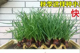 鸡蛋托盘一个都不要扔，用它种小葱，便宜又省事，方法真棒视频封面
