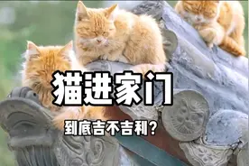 猫进家门到底吉不吉利视频封面