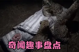 奇闻趣事盘点：男子带家人野外露营，谁知一头豹子趁机闯入视频封面
