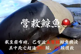 放生鲸鱼！鲸鱼搁浅后续，营救鲸鱼！约500鲸鱼搁浅澳洲「下」视频封面