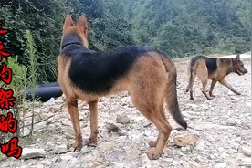 昆明犬和莱州红打架打出后遗症，车辆路过，它以为是来和它约架的视频封面