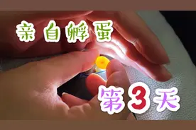 小伙人工孵化珍珠鸟蛋第三天，惊现红血丝，难道离成功不远了？视频封面