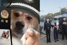 男子发狗狗警察表情包被拘9日，民警：侮辱了我们的职业