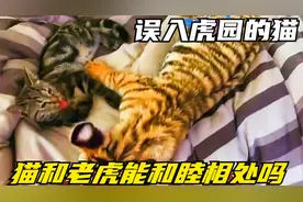 误入虎园的猫，猫和老虎能和睦相处吗？#猫#老虎#神奇动物在抖音