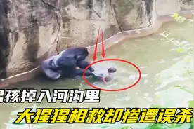 小男孩意外掉入河沟里，大猩猩好心相救，结果却惨遭误杀！视频封面