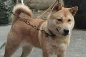 土狗不能在城里养，领地意识太强，适合乡村生活