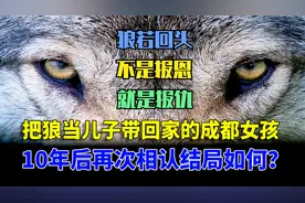 把狼当成儿子养的川妹子，10年后与狼王再次相认，结局催人泪下！视频封面