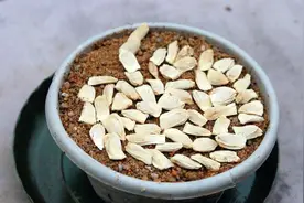 用这1招繁殖柚子核，能不能成活？