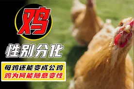 鸡为什么会变性？母鸡为了繁衍后代，竟然主动变成公鸡？