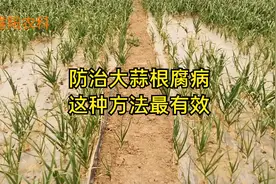 防治大蒜根腐病，播种前这样处理，操作简单防治效果又好视频封面