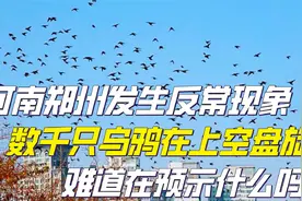 河南郑州出现异常现象，数千只乌鸦在空中盘旋，难道在预示什么？视频封面