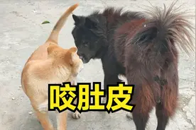这条狗打架会咬肚皮，2倍大狗王被它咬到怕，下个视频战狗王暴君视频封面