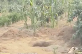 果园发现神秘盗洞 一年内被打21个盗洞 究竟是何人所为