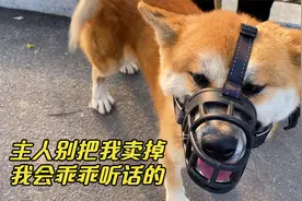柴犬因护主无意伤人，主人却要把它卖掉，临走时抱着主人不愿离开