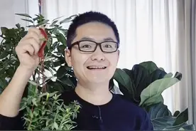 香水茉莉正值花期，一直开花到明年