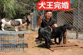 法斗犬相亲罗威纳犬，萌犬见面精彩非凡，克服困难顺利完婚视频封面