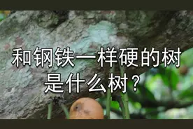 科学家至今未研究清楚！地球上最硬的树，比钢铁还要硬一倍！视频封面