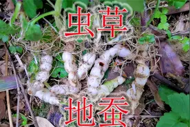 竹林下野生的虫草“地蚕”，别称“冬虫夏草”，遇见可别不认识视频封面
