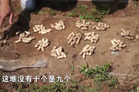 花生亩产1200斤，早熟稳产丰产，他是怎么做到的？视频封面