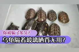乌龟隔着玻璃晒太阳没用？这说法骗了你多久？龟隔玻璃晒背作用大视频封面