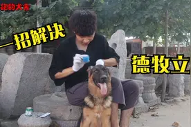 德牧不立耳怎么办？小伙儿用一招解决难题，看完视频赶快收藏！