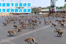 印度猴子泛滥成灾，抢夺食物霸占道路，为何印度人不管？视频封面