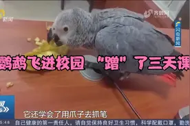 鹦鹉飞进校园"蹭课"三天，还用爪抓笔，细查竟是国家一级保护动物视频封面