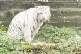 重庆动物园的其他动物，大象、白虎、河马、长颈鹿、阿拉伯狒狒等视频封面