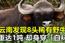 云南发现8头稀有野牛，身穿“白袜”重达1吨，老虎见了都要逃跑视频封面