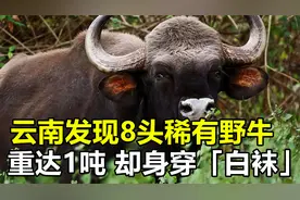 云南发现8头稀有野牛，身穿“白袜”重达1吨，老虎见了都要逃跑视频封面