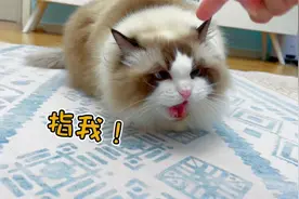 布偶猫生气时，为什么总是奶凶奶凶的？视频封面