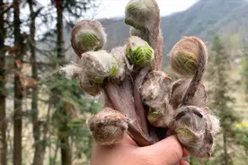原来这才是薇菜最正确的做法，除了焯水多加这一步，涨知识了