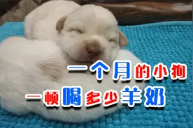 一个月的小狗一顿喝多少羊奶