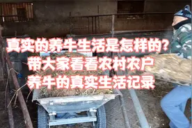 真实的养牛生活是怎样的？带大家看看农村农户养牛的真实生活记录视频封面