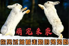 纪录片：站着走路的兔子，跑的竟然比苏炳添还快，动物界的博尔特视频封面