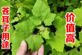 苍耳子是个宝，用来煮水、煎油价值高，这2个用途不要错过了视频封面
