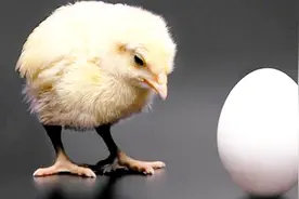 先有蛋还是先有鸡？千古迷题终于有了答案！